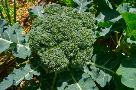 Broccoli plant in an organic orchard urban homesteadの写真素材