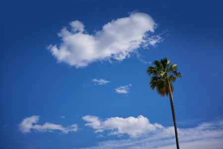 Palm trees near Mediterranean sea and blue skyの写真素材