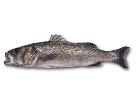 Seabass robalo fish wild big size sea bass isolated in white