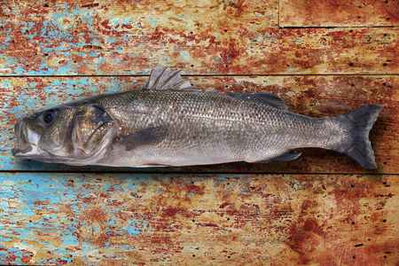 Seabass robalo fish wild big size sea bass on wooden board