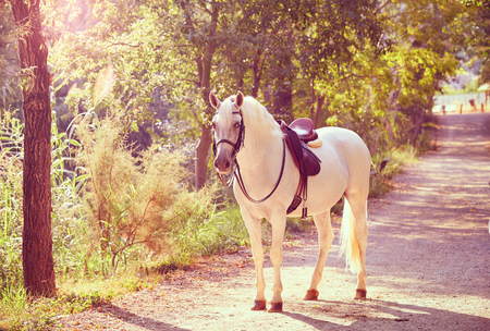White horse in a forest track relaxed standing upの写真素材