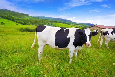 Friesian cows in Asturias meadow of Spainの写真素材
