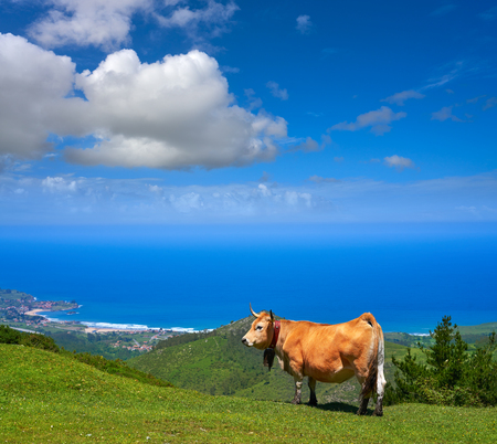 Asturias cow in high mountain and sea in background of Spainの写真素材