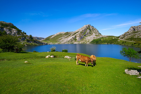 Enol lake at Picos de Europa in Asturias of Spainの写真素材