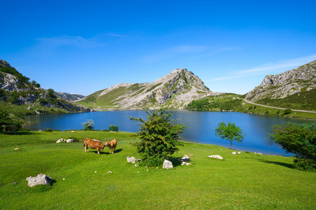 Enol lake at Picos de Europa in Asturias of Spainの写真素材