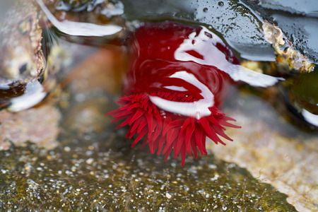 Actinia equina sea tomato red anemone in Galicia sea of Spainの写真素材