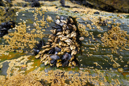 Percebes barnacles seafood in Ribadeo Galicia of Lugo Spain