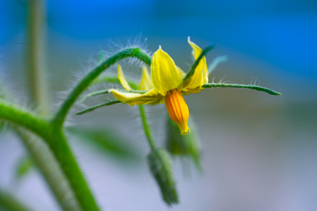 Tomato plant flower macro close up detailの写真素材