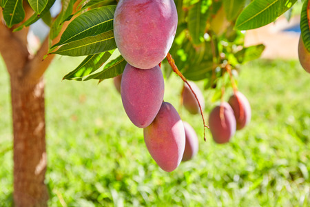 Mango tree with hanging mango fruits outdoor