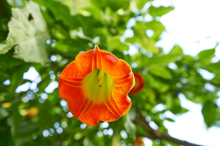Flower Brugmansia sanguinea Angels trumpets common nameの写真素材