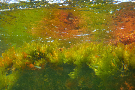 Mediterranean underwater algaes reflection on surface
