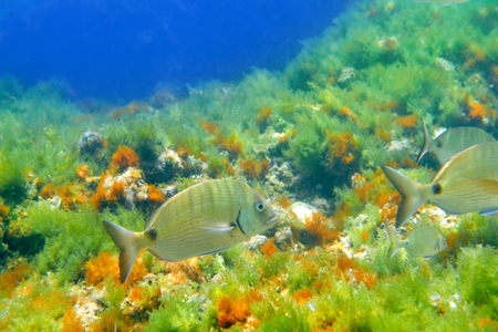 Diplodus Sargus fish underwater Mediterranean in Spain white seabream aliveの写真素材