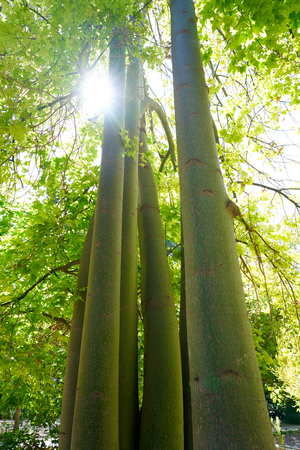 Lacebark tree Brachychiton discolor from Australiaの写真素材