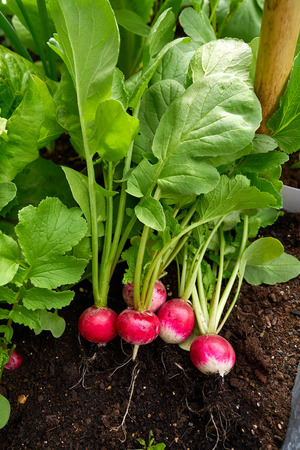 Radishes harvest in an orchard at urban garden radish plantsの写真素材