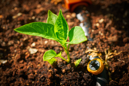 pepper sprout seedling plant on orchard homestead soilの写真素材