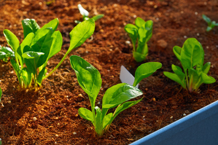 Spinach and chard seedlings in an orchard urban garden