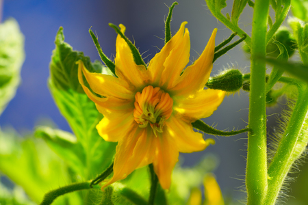 Tomato yellow flowers in a tomatoes orchard urban gardenの写真素材