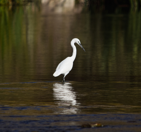 Egret on the waterの写真素材