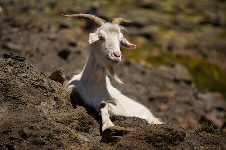 Goat resting in the side of a mountain in Pyreneesの写真素材