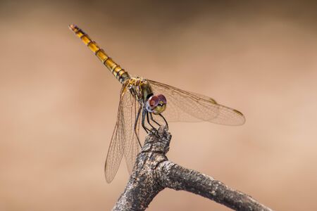 Dragonfly perched on a branch against an unfocused backgroundの写真素材