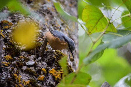 Little bird feeding himself in a old tree