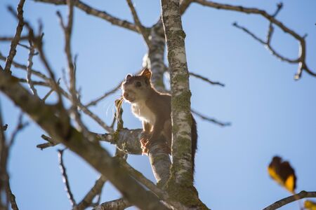 Red squirrel posed in the top of a branch in a forestの写真素材