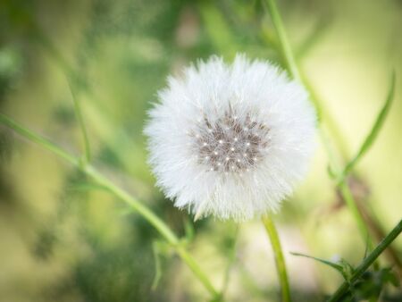 A dandelion in a beautiful morningの写真素材