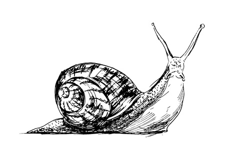 Hand drawing a snail illustrationのイラスト素材