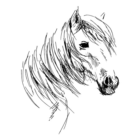 Hand drawing horse headのイラスト素材