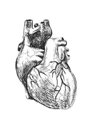 Hand drawing of the human heartのイラスト素材