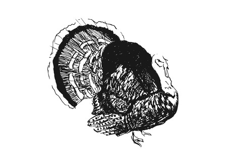 hand sketch turkeyのイラスト素材