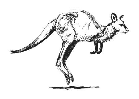hand sketch leaping kangarooのイラスト素材