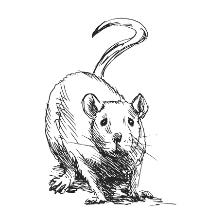 hand sketch ratのイラスト素材
