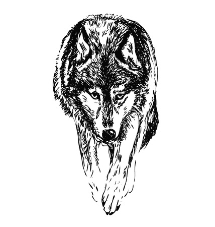 hand sketch walking wolfのイラスト素材