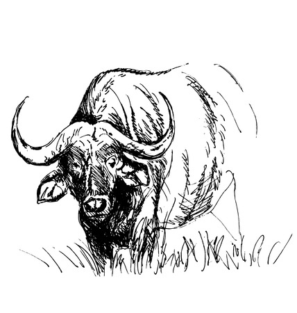 Hand sketch African buffaloのイラスト素材