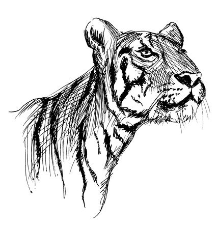 Hand sketch of a young tigerのイラスト素材