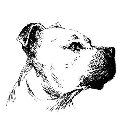 Hand drawing a dog's headのイラスト素材