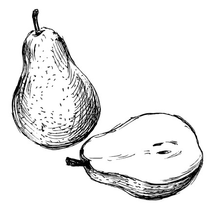 Hand sketch pears. Vector illustrationのイラスト素材