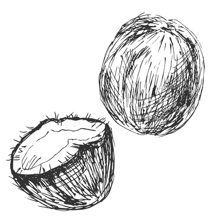 Hand sketch Coconuts. Vector illustrationのイラスト素材