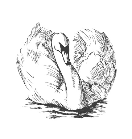 Hand sketch floating swans. Vector illustrationのイラスト素材