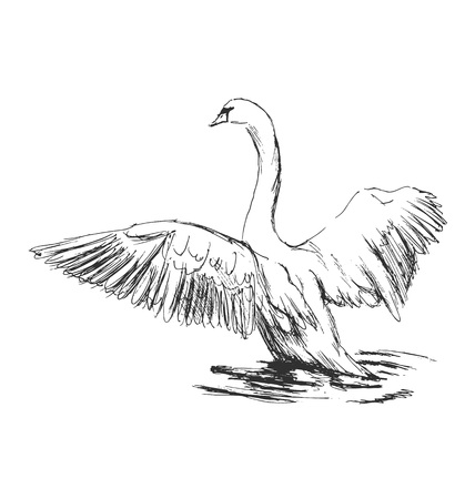 Hand sketch swan taking off. Vector illustrationのイラスト素材