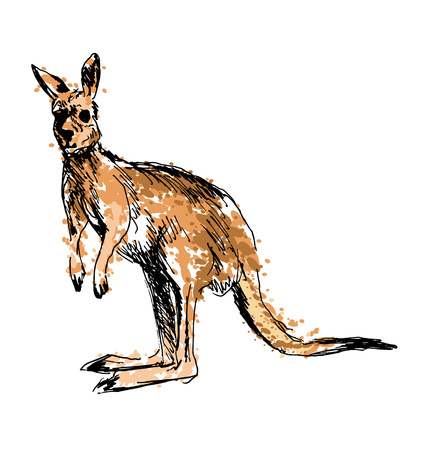 Colored hand drawing of a kangaroo. Vector illustrationのイラスト素材