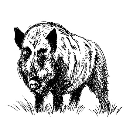 Hand sketch boar. Vector illustrationのイラスト素材