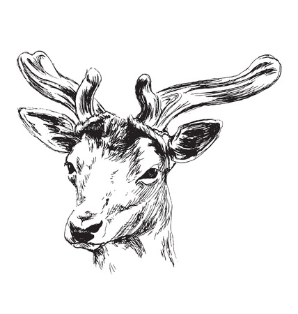 Hand sketch of a young deer. Vector illustrationのイラスト素材