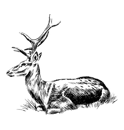 Hand sketch sitting deer. Vector illustrationのイラスト素材
