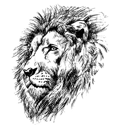 Hand sketch lion head. Vector illustrationのイラスト素材