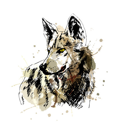 Colored hand sketch wolfs head. Vector illustrationのイラスト素材