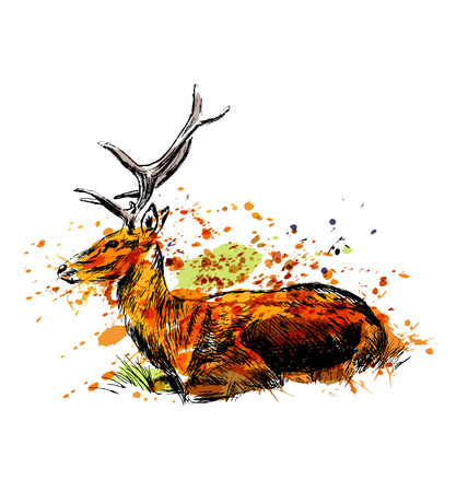 Colored hand sketch sitting deer. Vector illustrationのイラスト素材