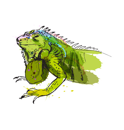 Colored hand sketch of iguana. Vector illustrationのイラスト素材