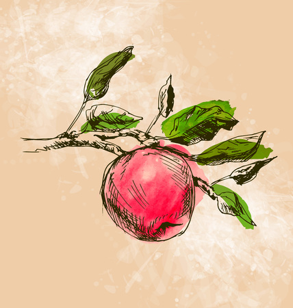 Color illustration of a fruitのイラスト素材